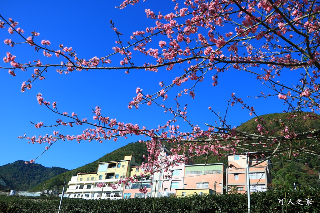 樟樹湖河津櫻王