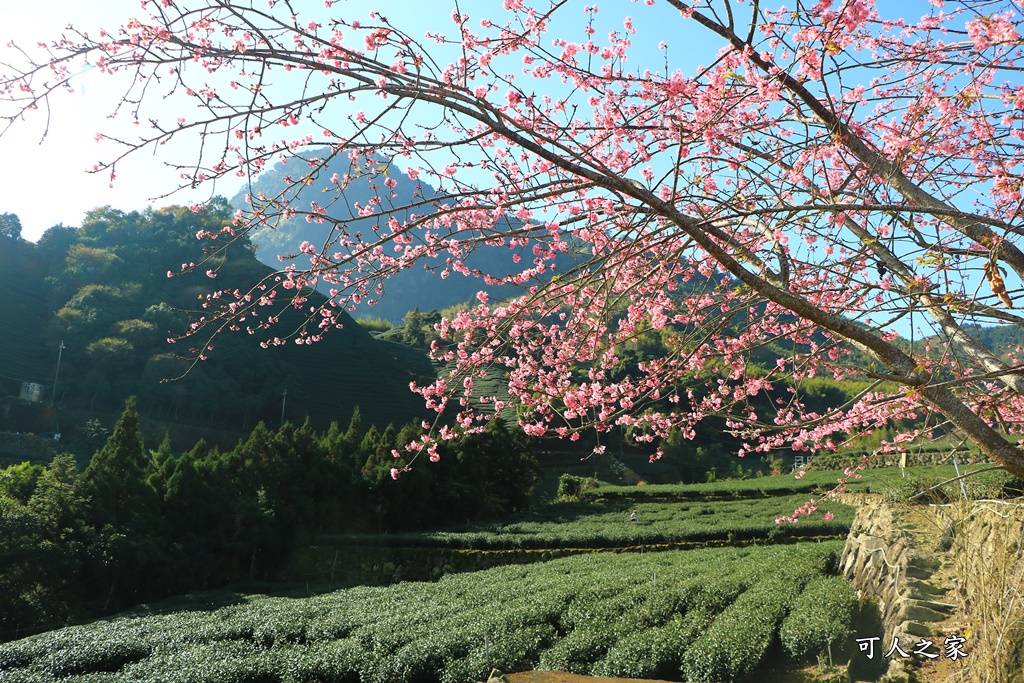 樟樹湖河津櫻王