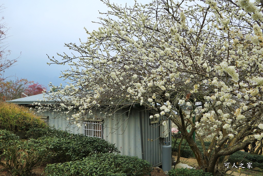 2021草坪頭櫻花季