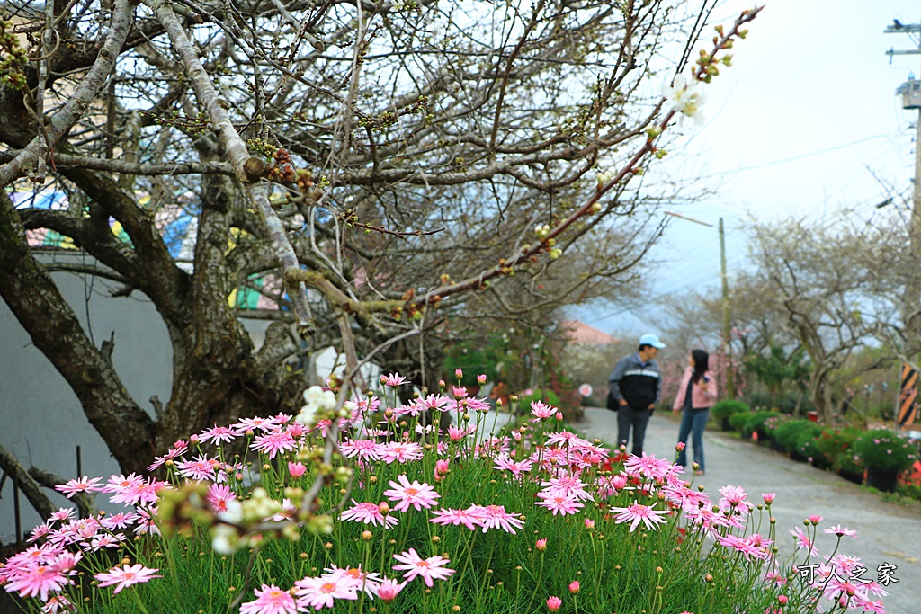 2021草坪頭櫻花季