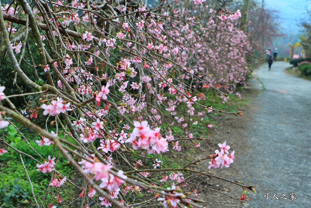 2021草坪頭櫻花季