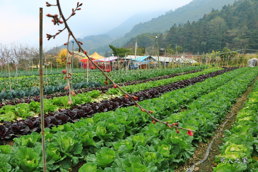 2021草坪頭櫻花季