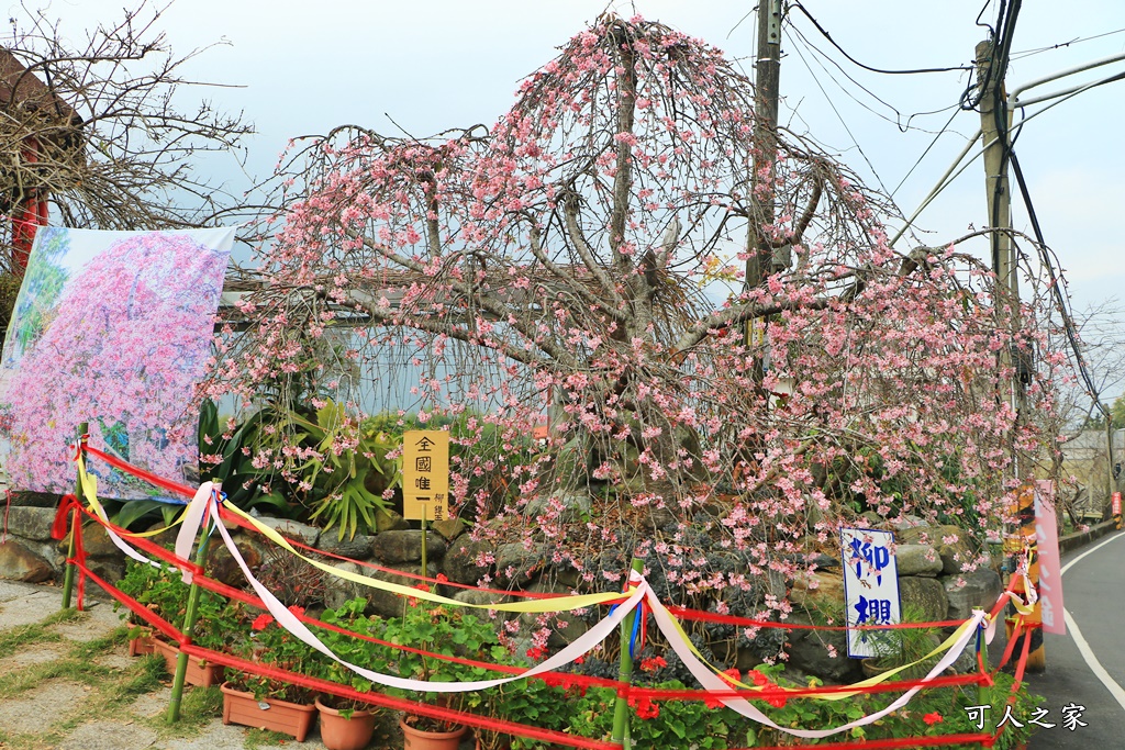 2021草坪頭櫻花季