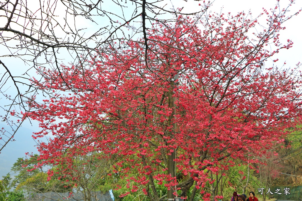 2021草坪頭櫻花季