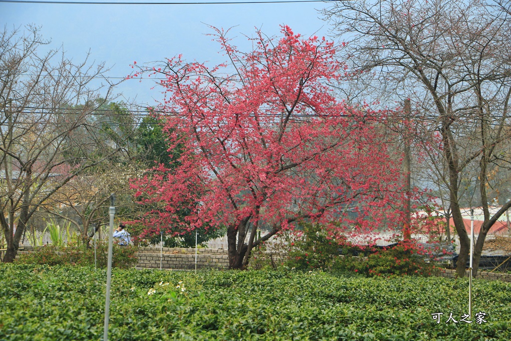 2021草坪頭櫻花季