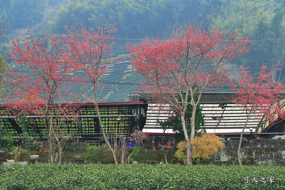 2021草坪頭櫻花季