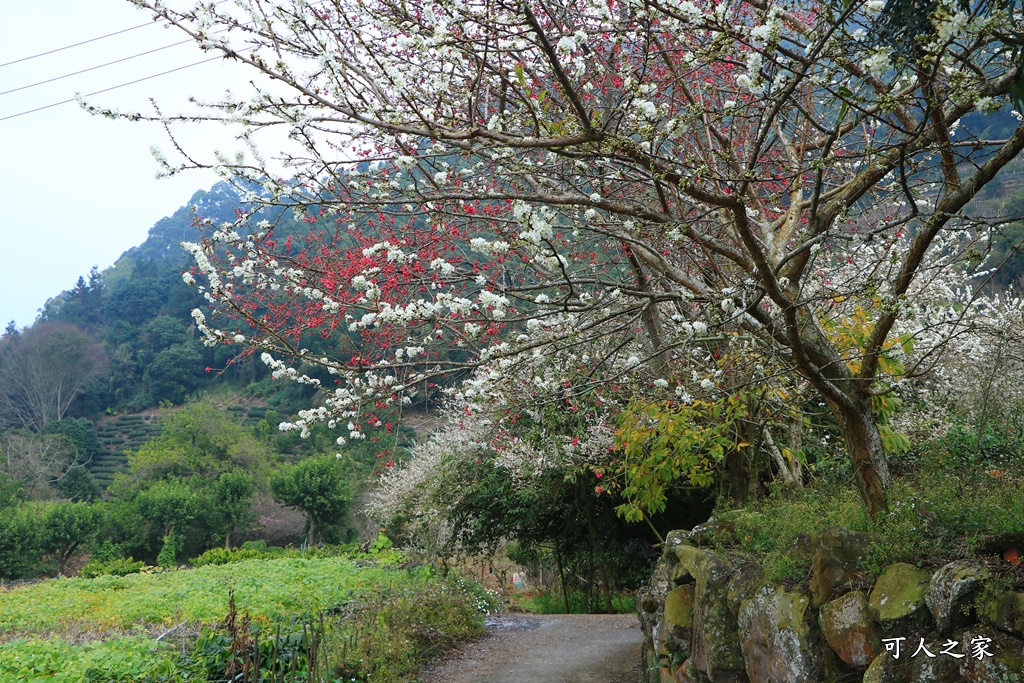 2021草坪頭櫻花季