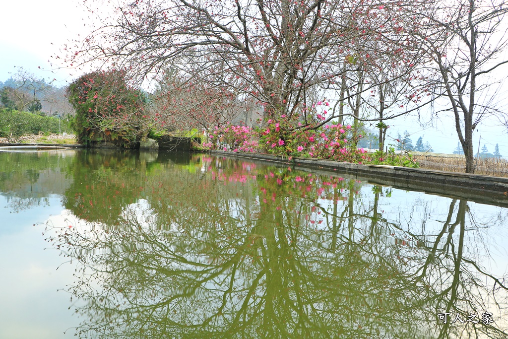 2021草坪頭櫻花季