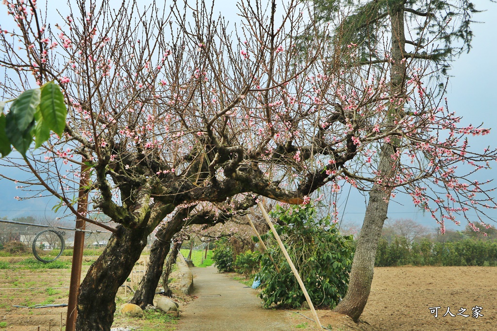 2021草坪頭櫻花季