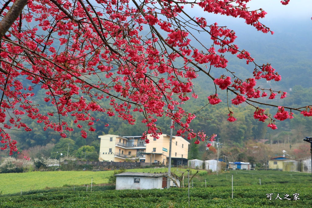 2021草坪頭櫻花季