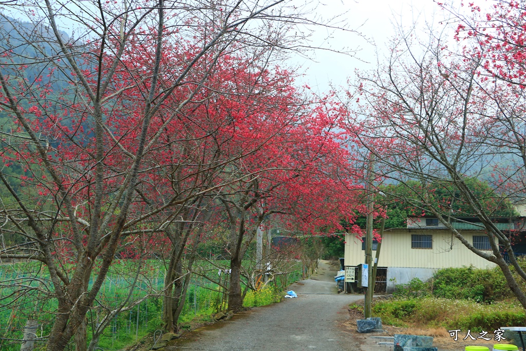 2021草坪頭櫻花季