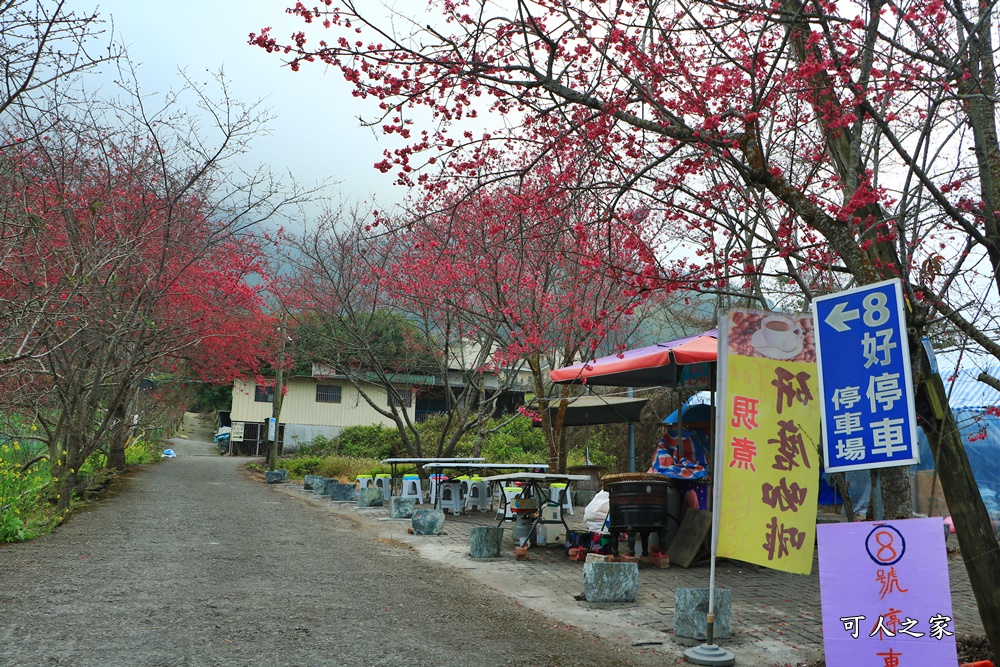 2021草坪頭櫻花季