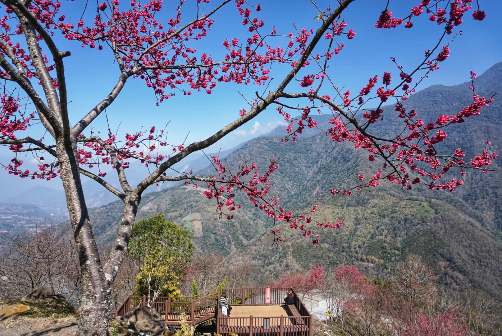 2021草坪頭櫻花季