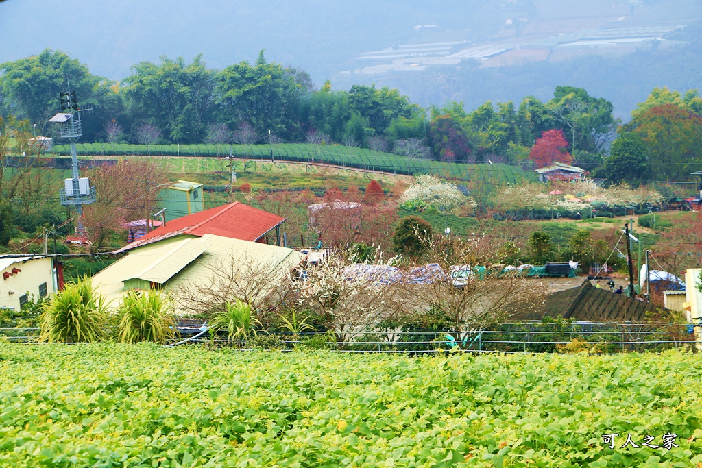 2021草坪頭櫻花季