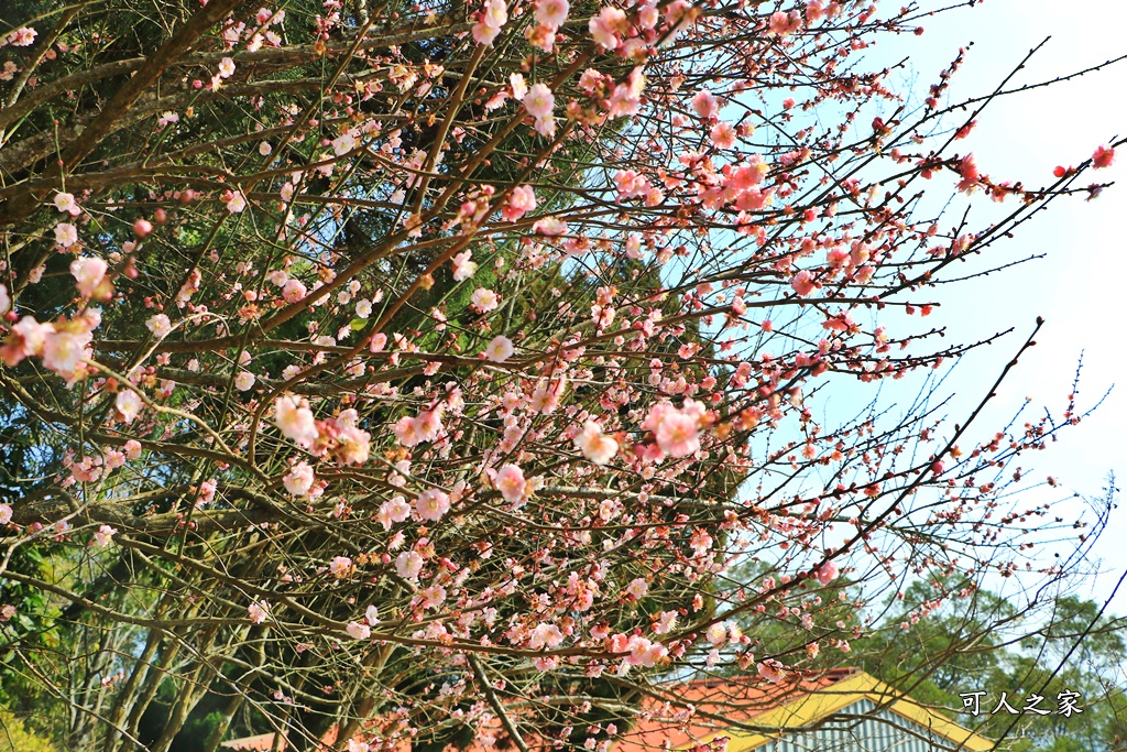 2021苗栗協雲宮