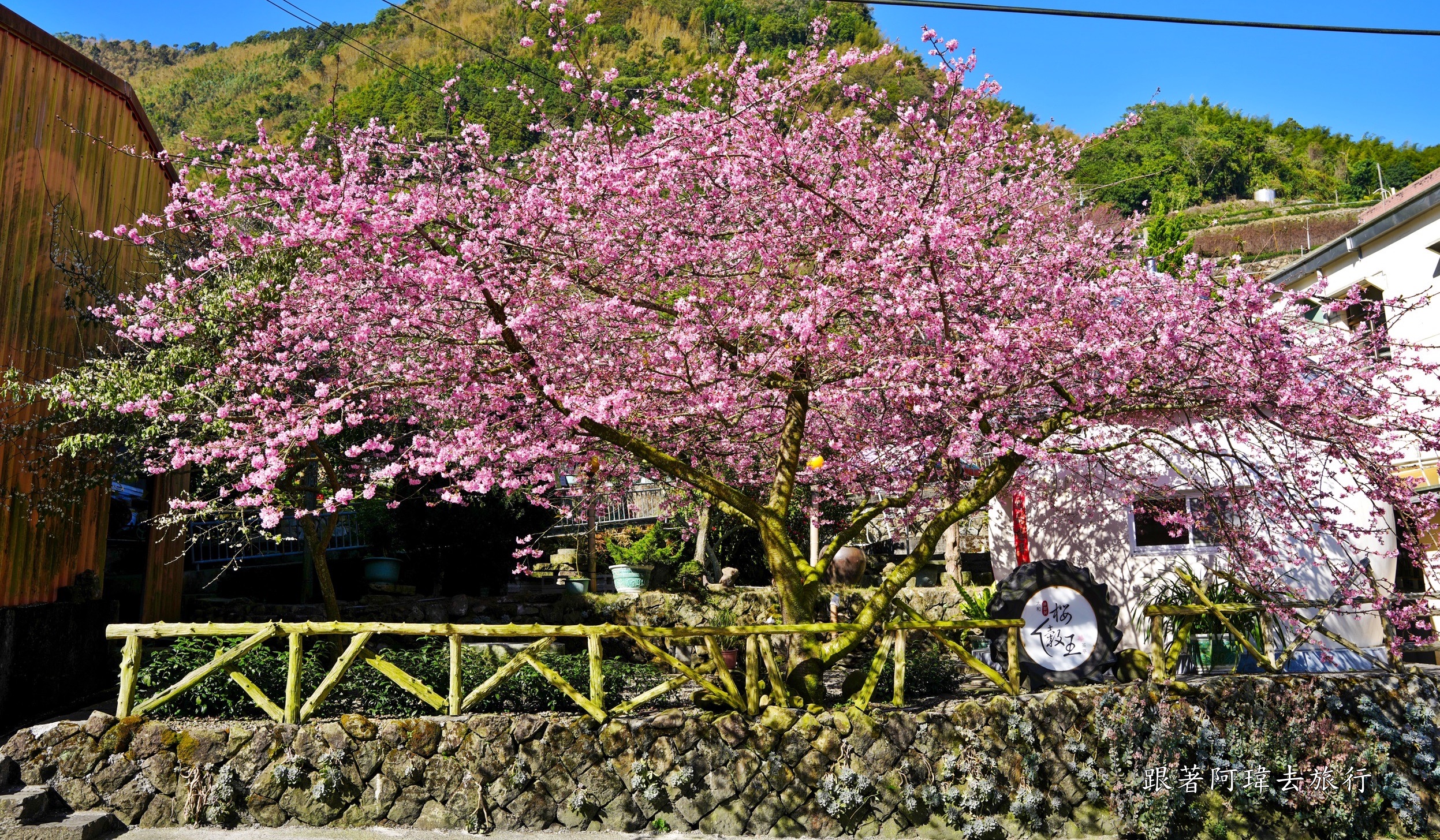 中部賞櫻景點