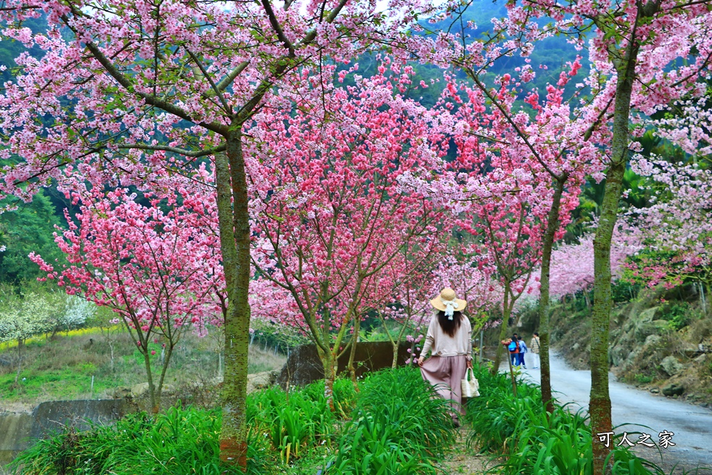 青山坪咖啡農場