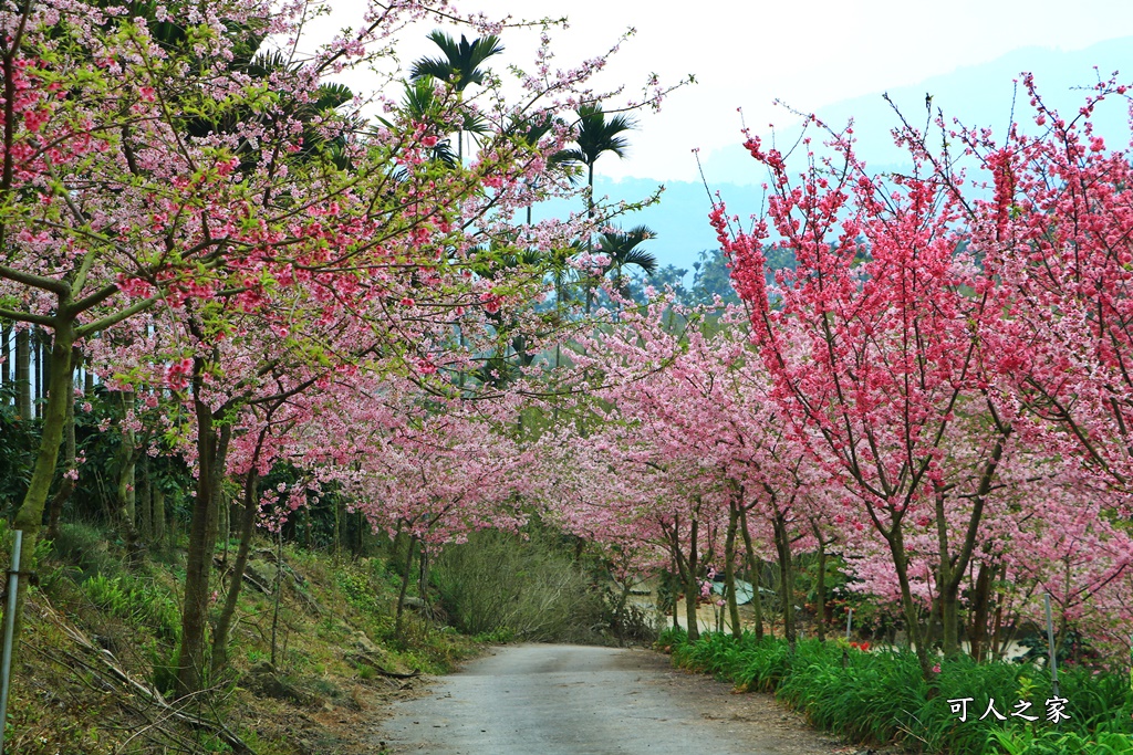 中部賞櫻景點