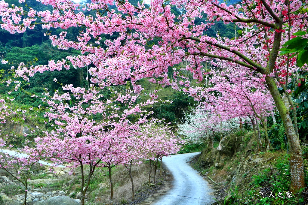 中部賞櫻景點