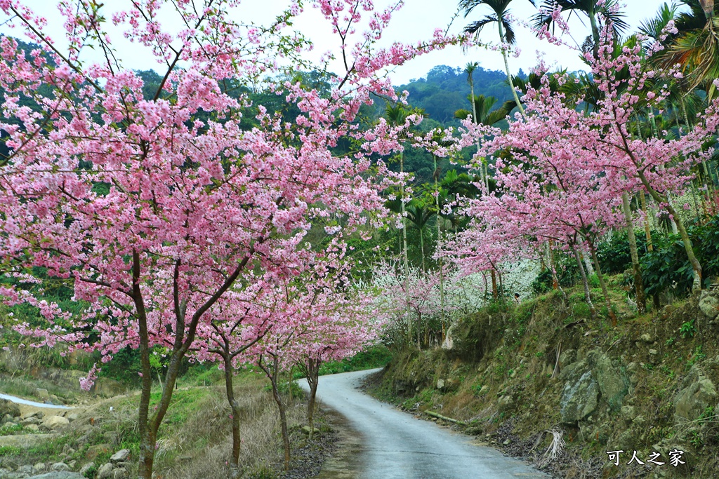 青山坪咖啡農場