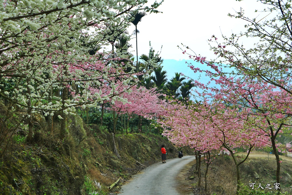 青山坪咖啡農場