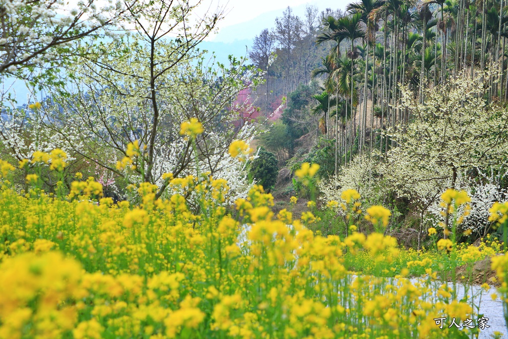 青山坪咖啡農場