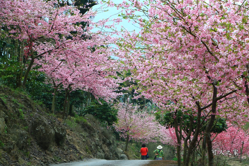 青山坪咖啡農場