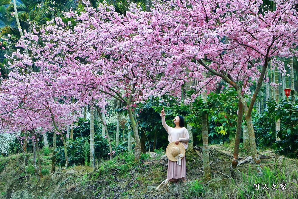 青山坪咖啡農場