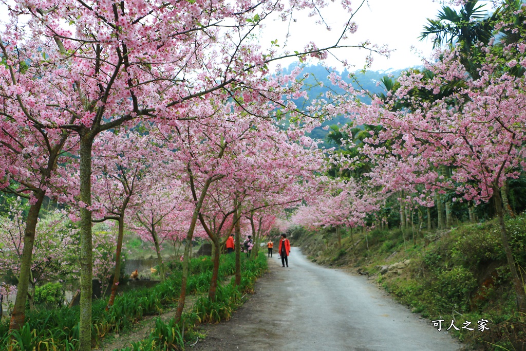 青山坪咖啡農場