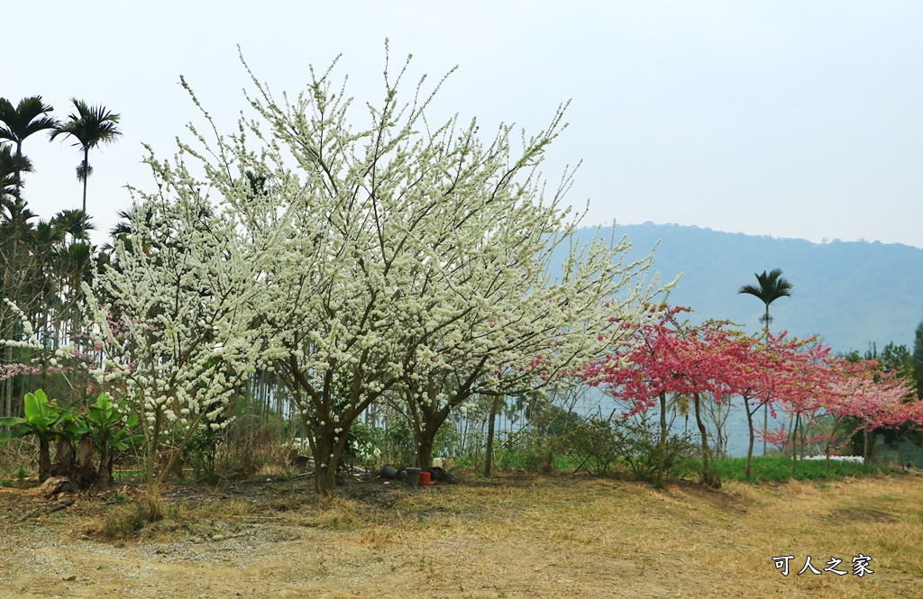 青山坪咖啡農場