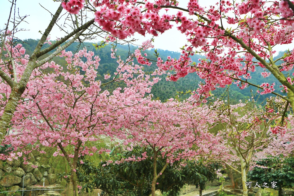 青山坪咖啡農場