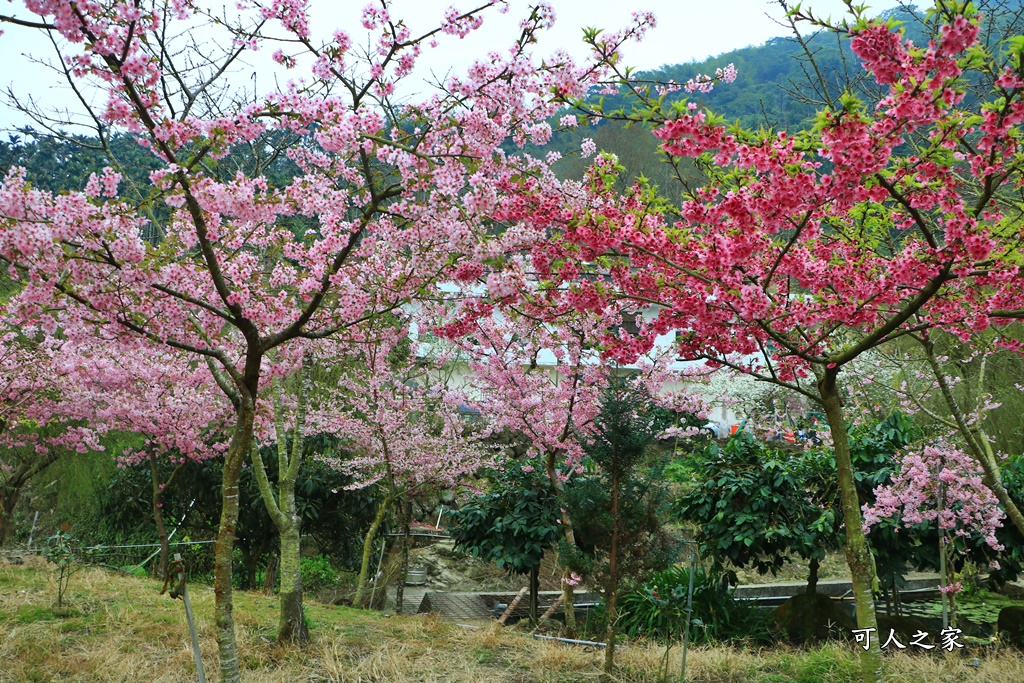 青山坪咖啡農場