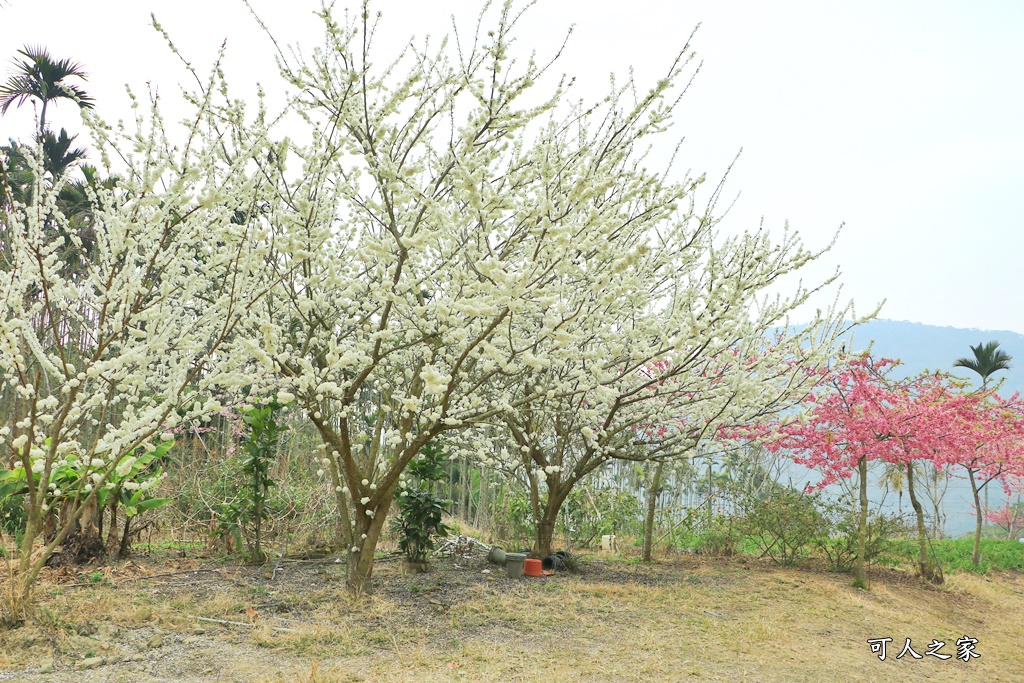 青山坪咖啡農場