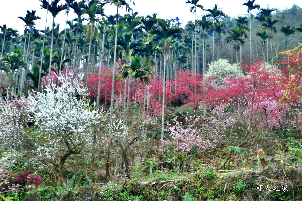 青山坪咖啡農場