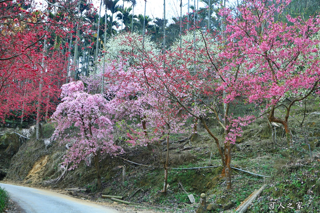 青山坪咖啡農場