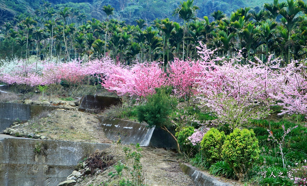 青山坪咖啡農場