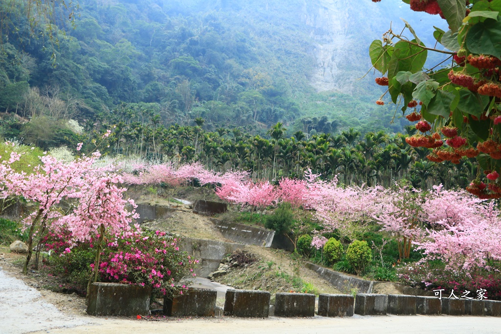 青山坪咖啡農場