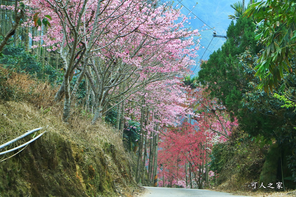 青山坪咖啡農場