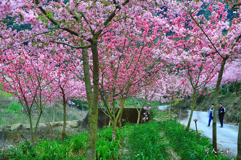 青山坪咖啡農場