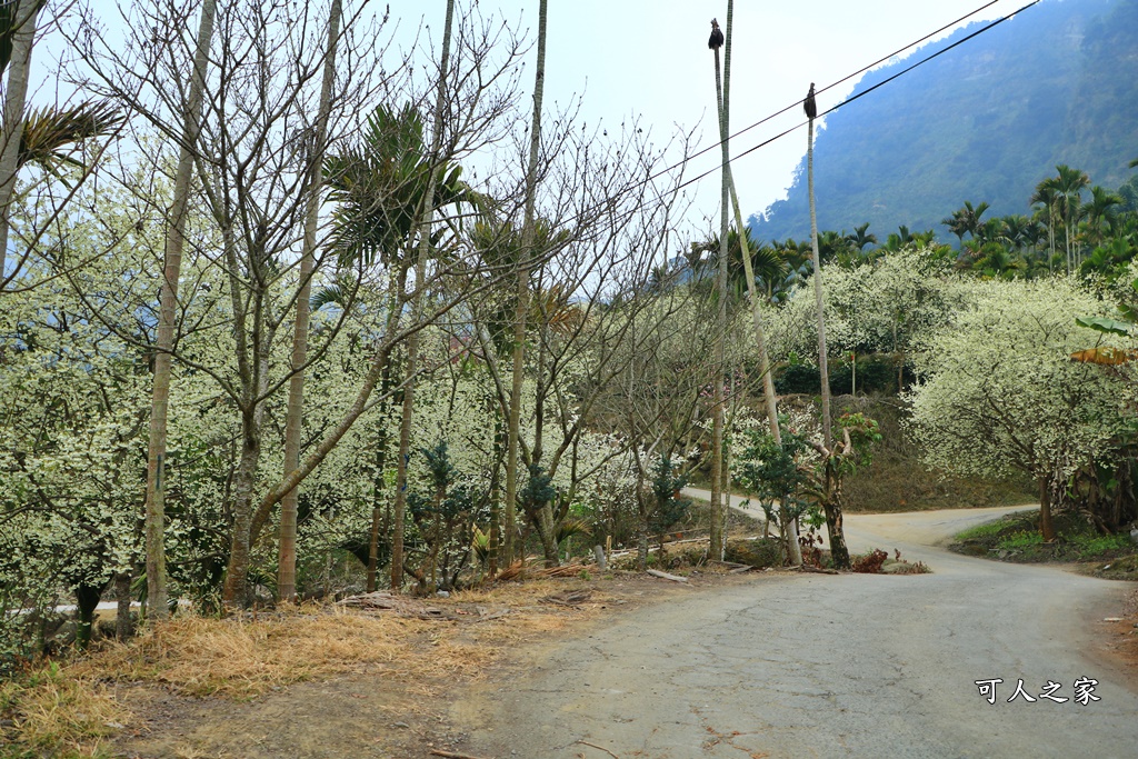 青山坪咖啡農場