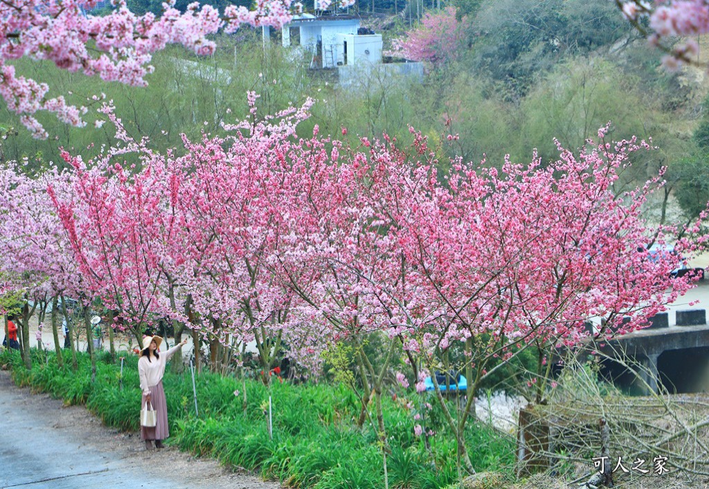 青山坪咖啡農場