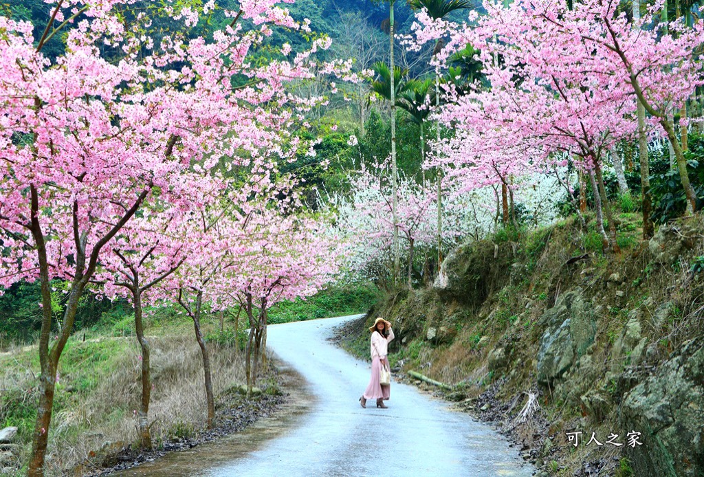 青山坪咖啡農場