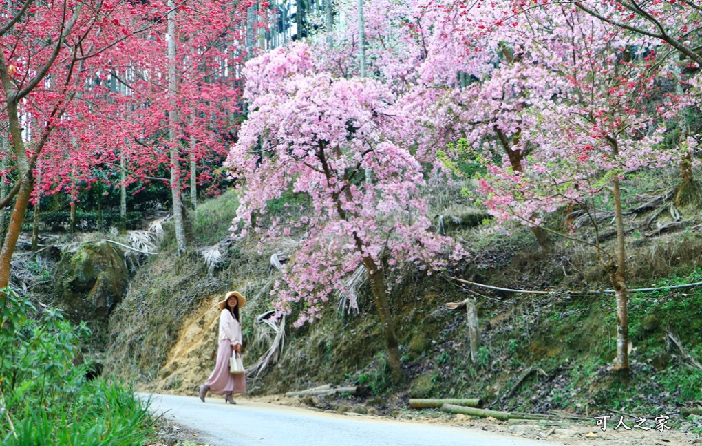 青山坪咖啡農場