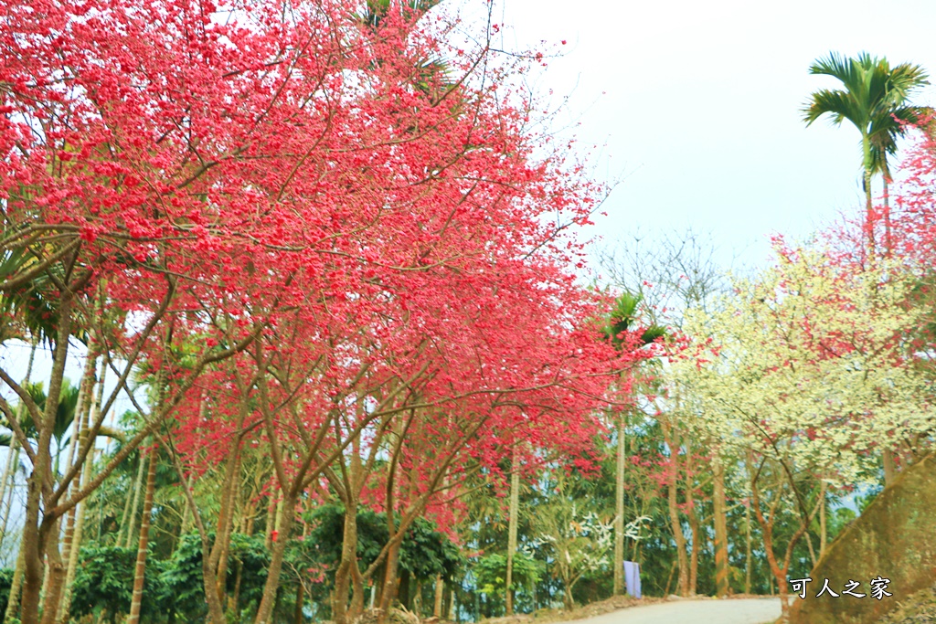 青山坪咖啡農場