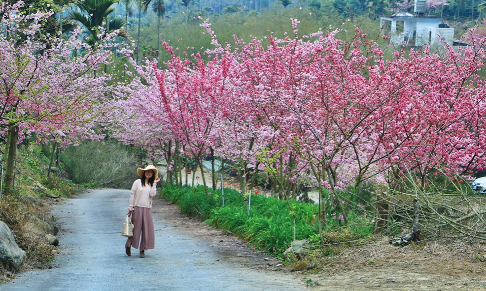 青山坪咖啡農場