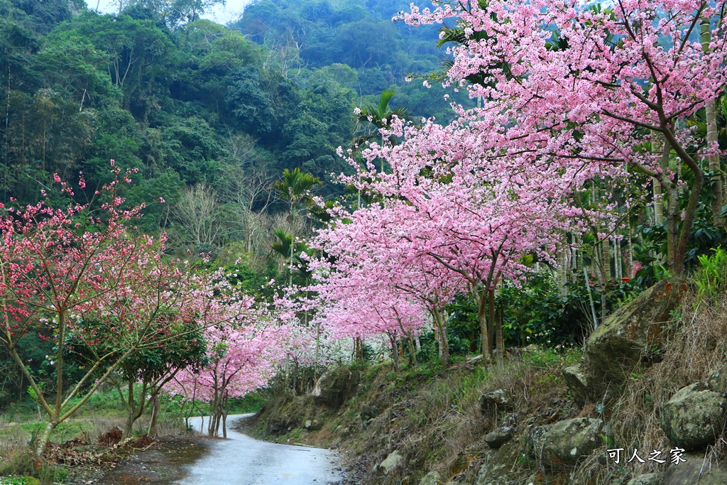 青山坪咖啡農場