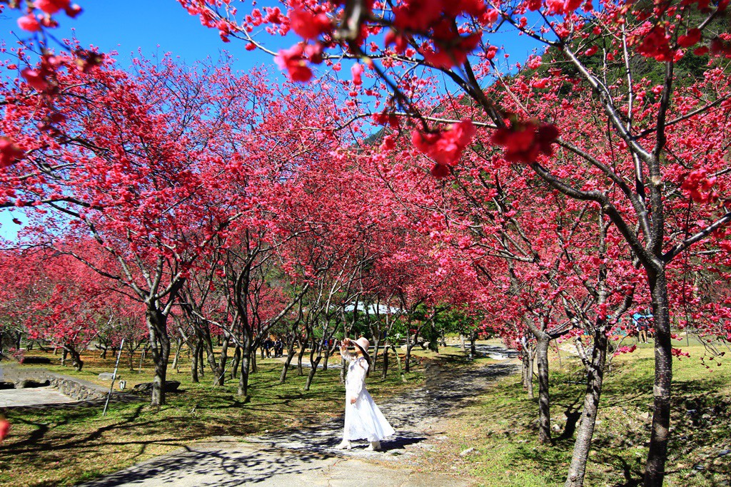 2021箱根旅館櫻花季