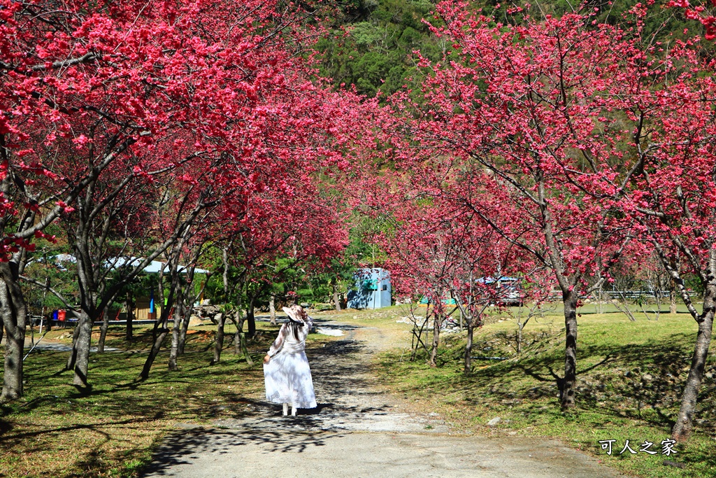 2021箱根旅館櫻花季