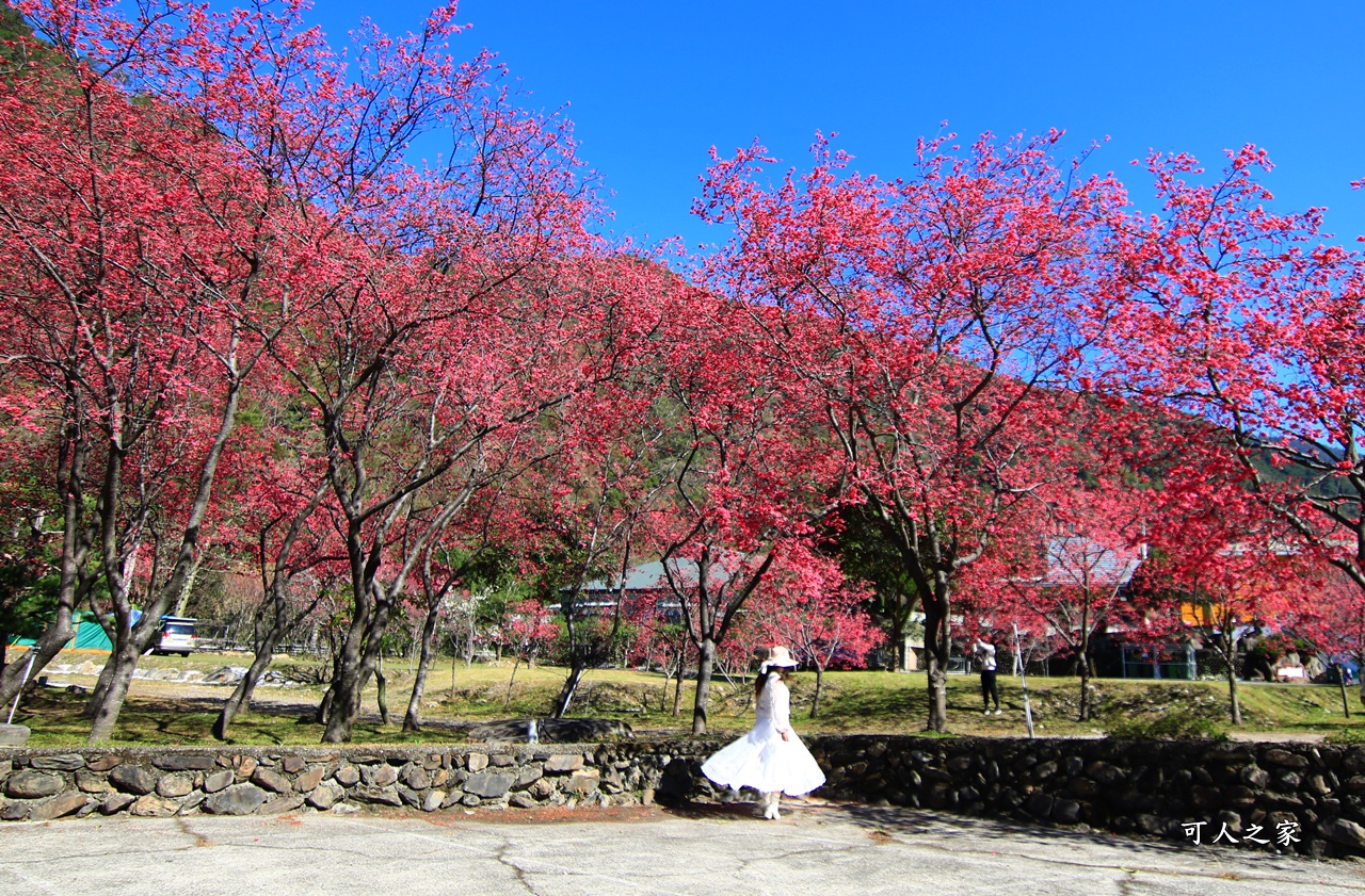 2021箱根旅館櫻花季