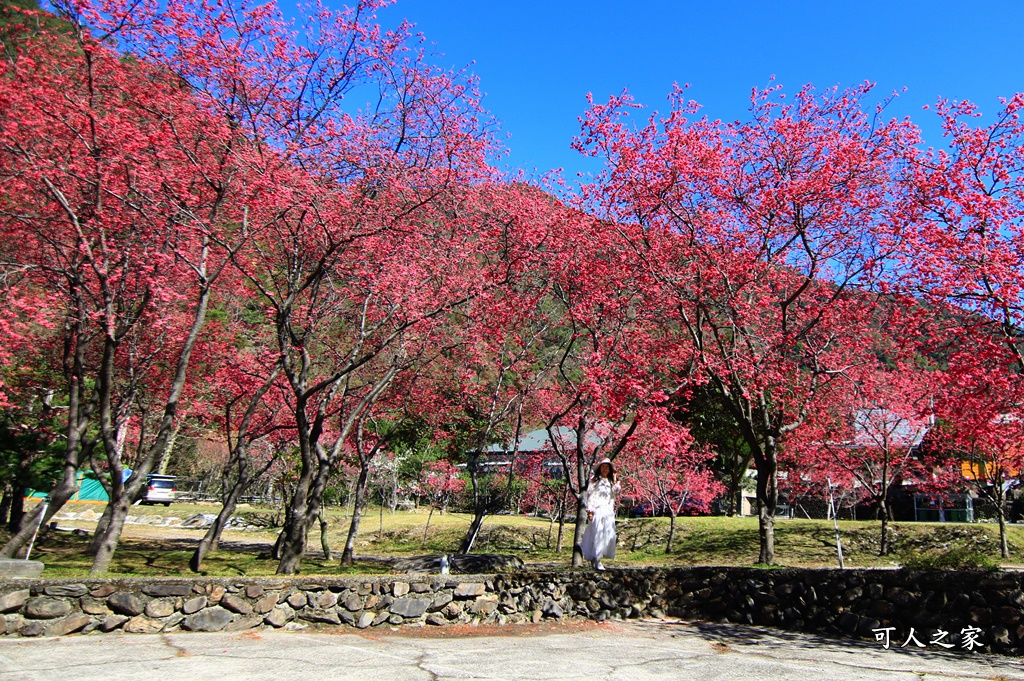 2021箱根旅館櫻花季